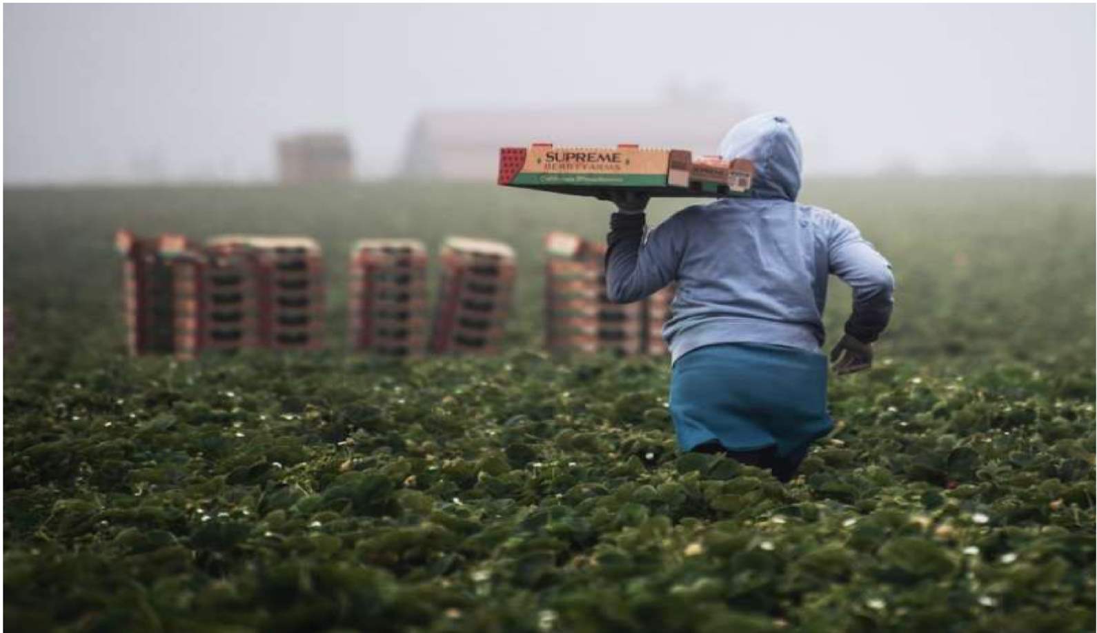 Como a IA pode tornar os nossos alimentos mais seguros